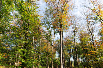 Open autumn forest landscape with gorgeous varied colours and clear nature light illuminating the trees below.