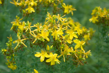 Tutsan hypericum herbal plant blossoming in a field