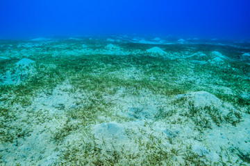 Sea grass at the Red Sea, Egypt