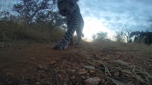 Female leopard walks toward action camera that lies on the ground. Leopardess sniffs camera and moves on. Glare from the sun behind the leopard.