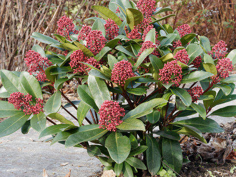Skimmia japonica - La skimmia du japon, un arbrisseau d'ornement aux fleurs parfumées aux tépales de couleur rose aux boutons teintés de rouge en hivers