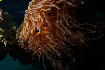 Naklejka na ściany i meble Nemo @ the Red Sea, Egypt