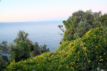 Fototapeta na wymiar tapis de fleurs jaunes en bord de mer