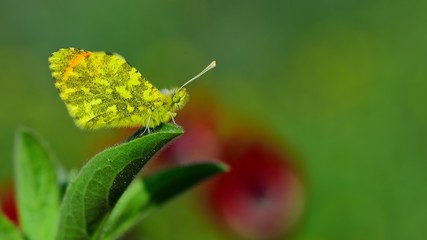 Anthocharis damone  570