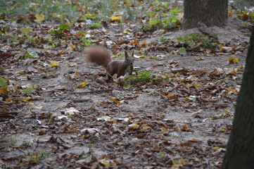 squirrel in forest