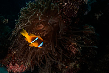 Fototapeta na wymiar Nemo @ the Red Sea, Egypt
