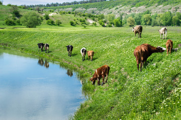 Fototapeta na wymiar herd of cows grazing in a meadow near the river