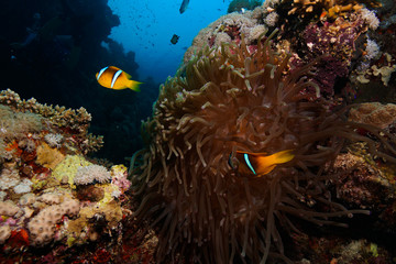 Nemo @ the Red Sea, Egypt