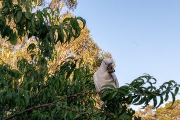 Cockatoo in Tree