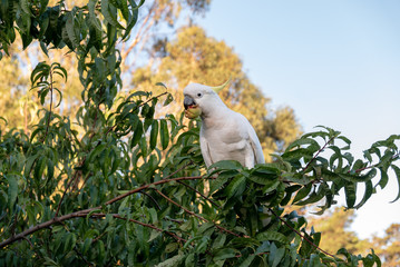 Cockatoo in Tree