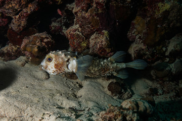 Puffer fish at the Red Sea © Mina Ryad