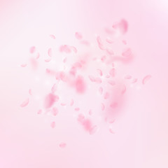 Sakura petals falling down. Romantic pink flowers 