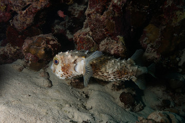 Puffer fish at the Red Sea