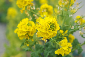春・一面の菜の花