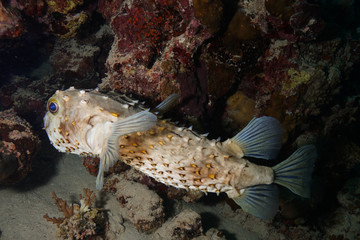 Puffer fish at the Red Sea