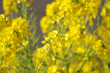 春・一面の菜の花