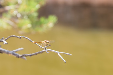 dragonfly on a branch