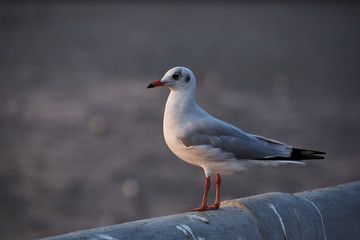 A beautiful seagull standing on the rail