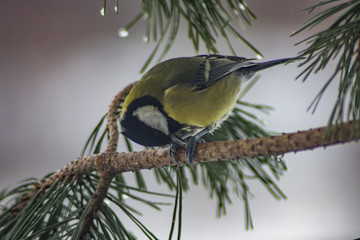 bird on branch