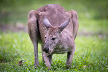 Eastern grey kangaroo peacefully chewing on grass, gold coast, Australia