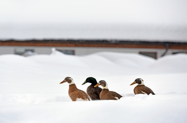 Ducks walking in the snow. Household. Farm with ducks in winter, Austria, Europe.