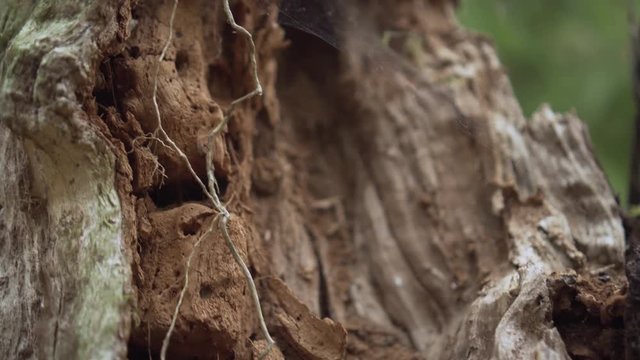 Close-Up shot of termit damaged tree with spider web.
