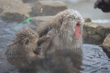 スノーモンキー　地獄谷のニホンザル