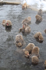 スノーモンキー　地獄谷のニホンザル
