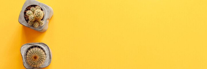 Blank yellow background with space for text. Cactuses in concrete diy pots set in a row. Panoramic top view. Real photo concept composition. Copy space