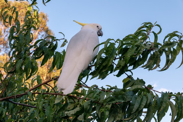 Cockatoo in Tree