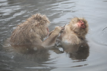 スノーモンキー　地獄谷のニホンザル