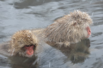 スノーモンキー　地獄谷のニホンザル