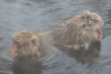 スノーモンキー　地獄谷のニホンザル