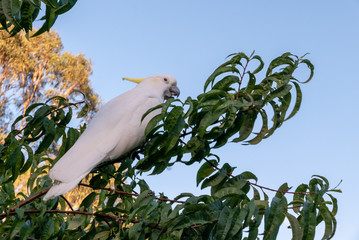 Cockatoo in Tree