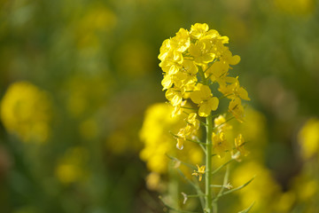 春・一面の菜の花