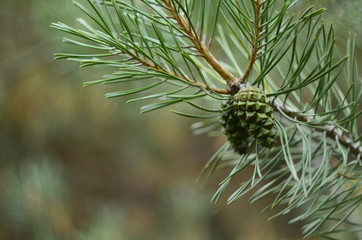 Молодые шишки