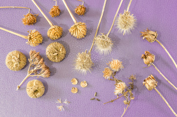 Beautiful still life of dried flowers on a blue background.