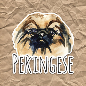 Portrait cute dog isolated. Watercolor hand-drawn illustration. Popular breed dog. Greeting card design. Pekingese.