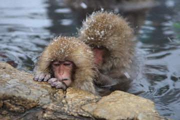 スノーモンキー　地獄谷のニホンザル