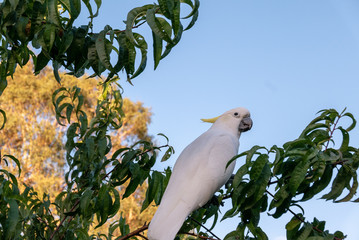 Cockatoo in Tree