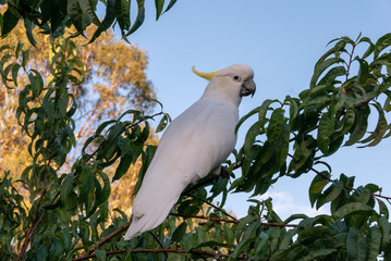 Cockatoo in Tree