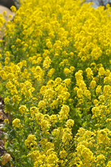 Obraz premium 春・一面の菜の花