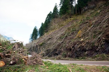 Landslide, whirlwind, tornado, twister, damaged forests in Dolomiti mountains, in Veneto, Cadore,...