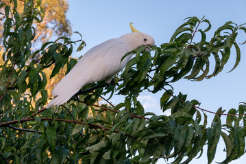 Cockatoo in Tree