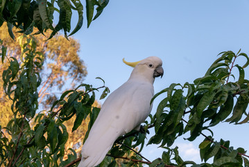 Cockatoo in Tree