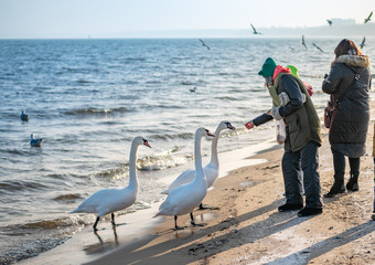 People feeding swans on the beach near city of Sopot during winter season.
