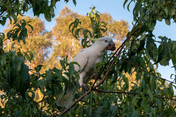 Cockatoo in Tree