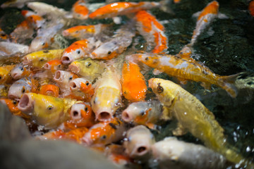 Fototapeta na wymiar koi fish in pond