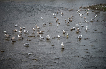 seagulls on the beach