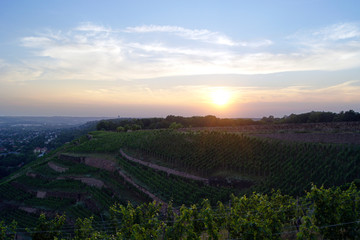 Vineyard with sunset in Radebeul, Saxony